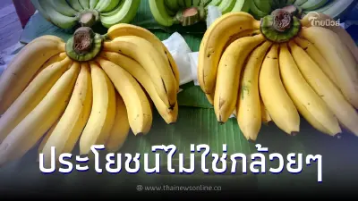 "กล้วย" ผลไม้บ้านๆ หาง่าย กินได้ทุกวันแถมประโยชน์ไม่ใช่กล้วยๆ