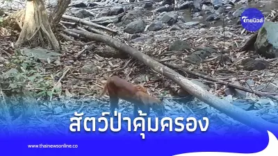 เผยภาพ "เสือไฟ" จากกล้องดักถ่ายสัตว์ป่า เผยภาพ "เสือไฟ" จากกล้องดักถ่ายสัตว์ป่า