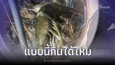 สาวงง ซื้อกุ้งมีตะไคร่เกาะพรึ่บ กินได้ไหม ก่อนได้คำตอบกระจ่าง สาวงง ซื้อกุ้งมีตะไคร่เกาะพรึ่บ กินได้ไหม ก่อนได้คำตอบกระจ่าง