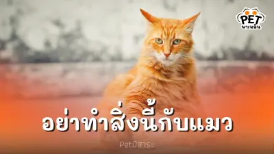 สิ่งที่ไม่ควรทำกับแมว แต่เราอาจไม่รู้ตัว