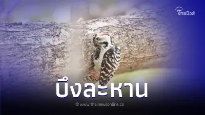 นกในบึงละหาน "นกหัวขวานด่างอกลายจุด"
