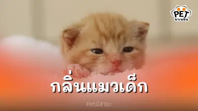 ช่างน่าดึงดูด ทำไมลูกแมวถึงมีกลิ่นหอม