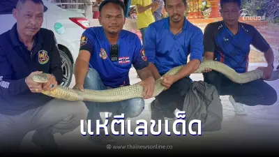 จับงูจงอางตัวเขื่อง โผล่ซุกรถทะเบียนสวย กู้ภัยยังทึ่งใหญ่สุดที่เคยเจอมา จับงูจงอางตัวเขื่อง โผล่ซุกรถทะเบียนสวย กู้ภัยยังทึ่งใหญ่สุดที่เคยเจอมา