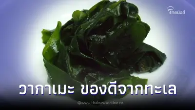 สุโก้ย "สาหร่ายวากาเมะ" สีเขียวๆเคี้ยวกรุบ กินแล้วดียังไง สุโก้ย "สาหร่ายวากาเมะ" สีเขียวๆเคี้ยวกรุบ กินแล้วดียังไง