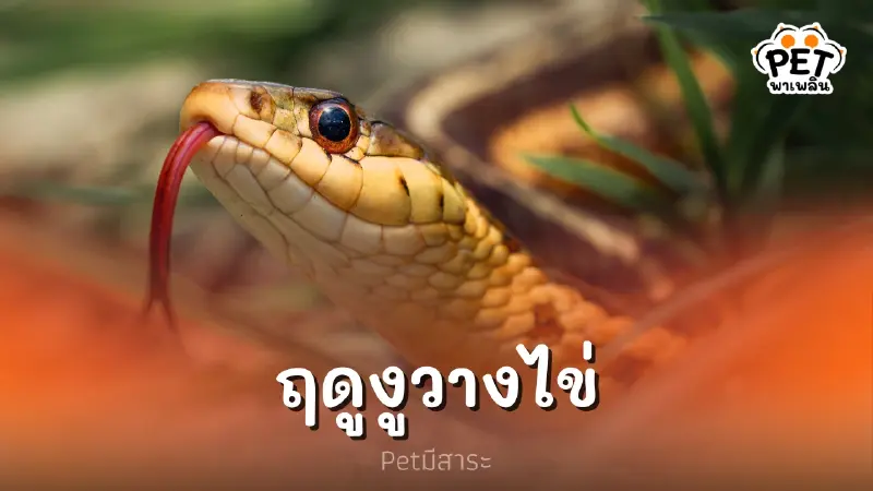 ฤดูงูวางไข่ พลังธรรมชาติ สัญญาณเตือน และความรู้ ฤดูงูวางไข่ พลังธรรมชาติ สัญญาณเตือน และความรู้