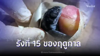 ฟักแล้วเต่ามะเฟืองรังสุดท้ายของฤดูกาล