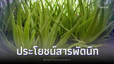 "ว่านหางจระเข้" สุดยอดสมุนไพร ประโยชน์สารพัดนึก กินก็ดี ใช้บำรุงก็เริ่ด