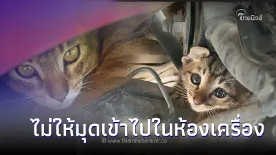 ใช้รถต้องรู้! เผยวิธีป้องกัน “แมว” ไม่ให้มุดเข้าเครื่องยนต์ ใช้รถต้องรู้! เผยวิธีป้องกัน “แมว” ไม่ให้มุดเข้าเครื่องยนต์