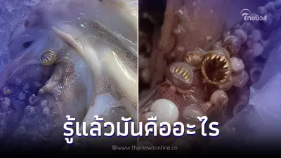 สาวงงเจอวงแหวนฟันสีทองในหนวดปลาหมึก มันคืออะไร ล่าสุดได้คำตอบแล้ว