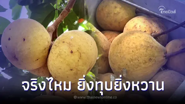 ไขความลับ "กระท้อน" ยิ่งทุบยิ่งหวาน จริงหรือมั่ว ชัวร์หรือจ้อจี้ ไขความลับ "กระท้อน" ยิ่งทุบยิ่งหวาน จริงหรือมั่ว ชัวร์หรือจ้อจี้
