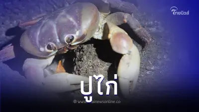 "ปูไก่" สัตว์หายากอุทยานแห่งชาติหมู่เกาะสิมิลัน "ปูไก่" สัตว์หายากอุทยานแห่งชาติหมู่เกาะสิมิลัน