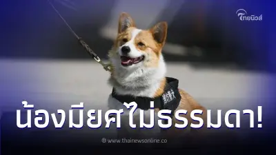 "เจ้าฝูไจ่" สุนัขตำรวจพันธุ์คอร์กี้ ได้ทำตำแหน่งที่ไม่ธรรมดา "เจ้าฝูไจ่" สุนัขตำรวจพันธุ์คอร์กี้ ได้ทำตำแหน่งที่ไม่ธรรมดา