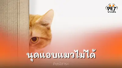 ไม่มีมนุษย์คนไหนแอบพ้นจากน้องแมวได้ ไม่มีมนุษย์คนไหนแอบพ้นจากน้องแมวได้