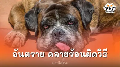 อันตราย หากคลายร้อนให้สัตว์เลี้ยงแบบผิดวิธี