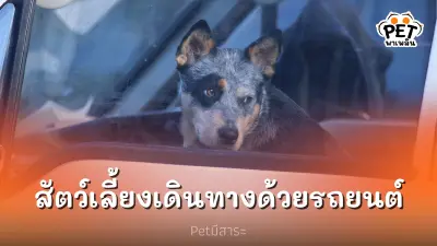 ทำอย่างไรเมื่อต้อง นำสัตว์เลี้ยงเดินทางด้วยรถยนต์