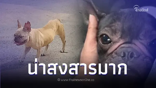จุกอกคนรักหมา ฟาร์มเถื่อนปล่อยทิ้ง "เฟรนช์บูลด็อก" ผอมแห้ง อ่อนเพลียทุกตัว