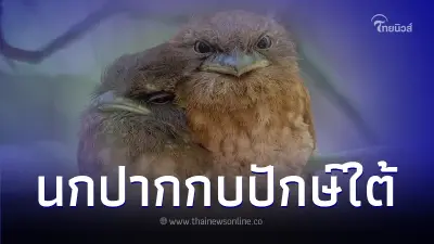 ทำความรู้จัก "นกปากกบปักษ์ใต้" พบเห็นได้ยาก