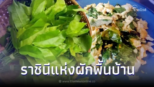 ไขคำตอบ "ผักเหลียง" มีดีขนาดไหน ถึงขั้นได้ฉายาราชินีแห่งผักพื้นบ้าน ไขคำตอบ "ผักเหลียง" มีดีขนาดไหน ถึงขั้นได้ฉายาราชินีแห่งผักพื้นบ้าน