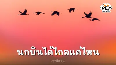 นกบินได้ไกลแค่ไหน? สุดยอดการเดินทางของนักบิน