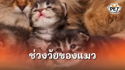 การแบ่งช่วงวัยของแมว เพื่อการดูแลเอาใจใส่ที่เหมาะสม