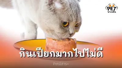อาหารเปียกอร่อย แต่แมวกินเปียกมากไปไม่ดี