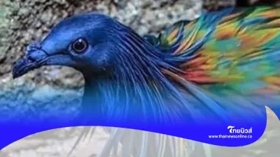 "นกชาปีไหน" นกพิราบในคราบไก่แห่งหมู่เกาะทะเลใต้
