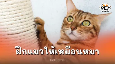 อยาก "ฝึกแมว" ให้เหมือนหมาสามารถฝึกได้ไหม
