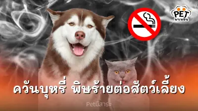 ควันบุหรี่ อันตรายเงียบพิษร้ายต่อสัตว์เลี้ยง ที่คุณอาจมองข้าม