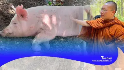 พระครูอ๊อดช่วยไถ่ชีวิต หมูกระโดดรถหนีตาย สระบุรี