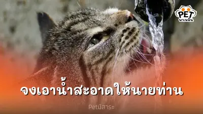 แมวชอบกินน้ำสะอาด จงเอาน้ำสะอาดให้นายท่าน