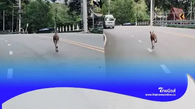 พบร่างแล้ว "จิงโจ้แดง" หลุดจากสวนสัตว์เชียงใหม่ เศร้าไร้ปาฏิหาริย์