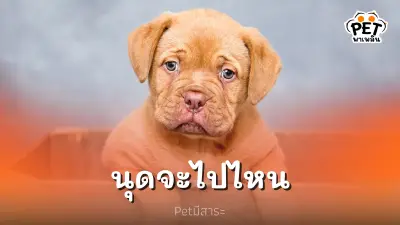 สุนัขสามารถจับเสียงเดินเจ้าของได้จริงหรือ?