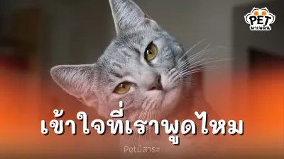 แมวที่เรารักสามารถเข้าใจที่เราพูดไหม แมวที่เรารักสามารถเข้าใจที่เราพูดไหม
