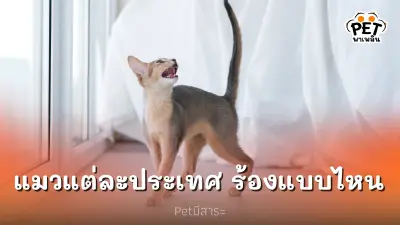 ภาษาแมวมีกี่ภาษา แมวแต่ละประเทศ ร้องแบบไหน