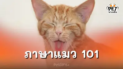 เข้าใจภาษาแมว สื่อสารกับเหมียวให้รู้เรื่อง
