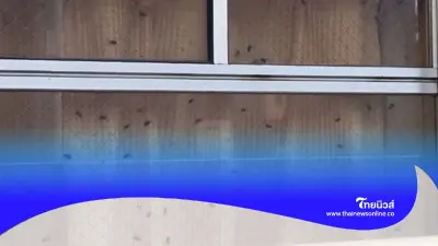 หนุ่มเห็นแมลงวันเกาะเต็มหน้าต่าง ห้องตรงข้าม ก่อนรู้ความจริงอันน่าสะพรึง