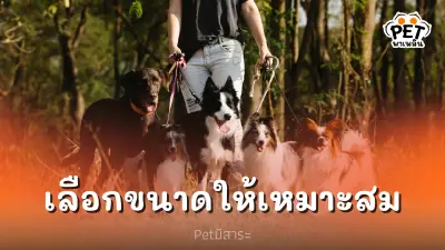 เลือกขนาดสุนัขให้เหมาะสม เพื่อชีวิตที่มีความสุข