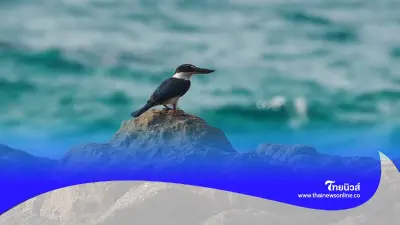 เปิดภาพ"นกกินเปี้ยว"ชอบกินปูเปี้ยวมากกว่ากินปลา