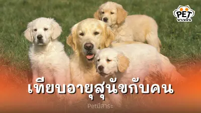 การเทียบ "อายุสุนัขกับคน" เทียบอย่างไร
