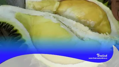 วิธีเลือก "ทุเรียน" 4 ทริคสุดเด็ด ได้ของดี สุก อร่อย ไม่เจอทุเรียนอ่อนแน่