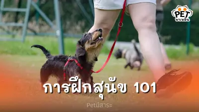 ฝึกน้องๆที่บ้าน ด้วยแบบฝึกหัดการฝึกสุนัข ขั้นพื้นฐาน