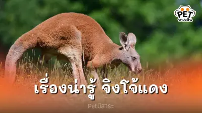จิงโจ้แดง สัตว์ที่มีกระเป๋าหน้าท้องที่ใหญ่ที่สุดในโลก จิงโจ้แดง สัตว์ที่มีกระเป๋าหน้าท้องที่ใหญ่ที่สุดในโลก