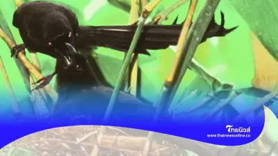 "นกกะลิงเขียดหางหนาม" พบแห่งเดียวในประเทศไทย
