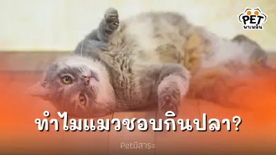 ทำไมแมวชอบกินปลา? รสชาติอร่อย หรือ แค่อยากล่า