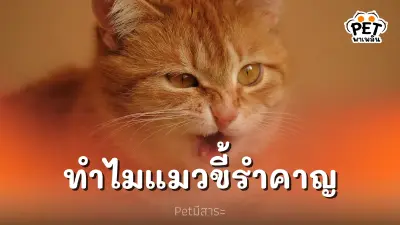 ทำไมแมวถึงขี้รำคาญ ทั้งที่ขึ้นชื่อเรื่องความขี้อ้อน ทำไมแมวถึงขี้รำคาญ ทั้งที่ขึ้นชื่อเรื่องความขี้อ้อน