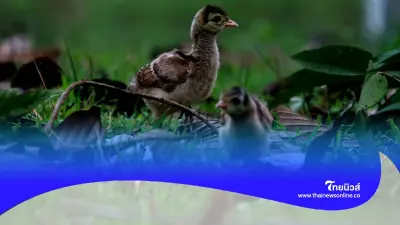 ยินดีต้อนรับชีวิตใหม่ "นกยูงพันธุ์ไทย" (Green Peafowl) ยินดีต้อนรับชีวิตใหม่ "นกยูงพันธุ์ไทย" (Green Peafowl)
