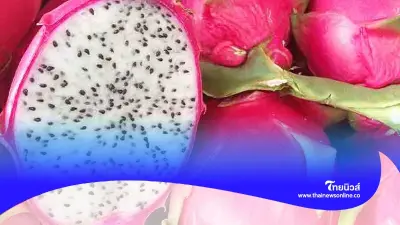 กิน "แก้วมังกร" ดียังไง ผลไม้สุดแจ่มประโยชน์เยอะ รู้แล้วจะรัก