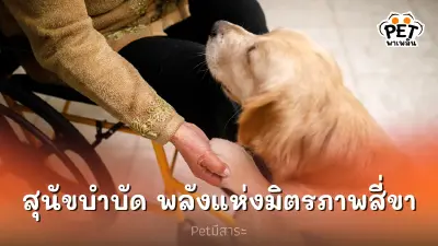 สุนัขบำบัด พลังเยียวยาแห่งมิตรภาพสี่ขา