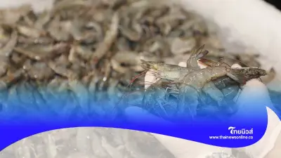 กุ้งไม่สดดูยังไง เคล็ดลับเลือกซื้อกุ้งได้ของสด ของดี ไม่เสียเปรียบ