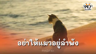รอนานๆก็อาจบั่นทอนหัวใจ อย่าให้แมวอยู่ลำพังนานเกินไป